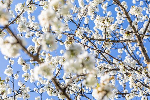 Blühender Obstbaum im Frühling von Werner Dieterich