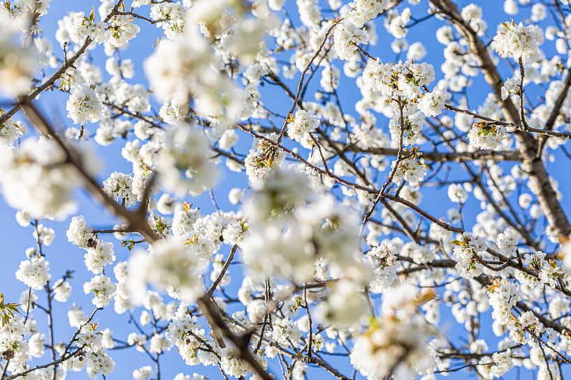 Blossoming fruit tree in spring by Werner Dieterich