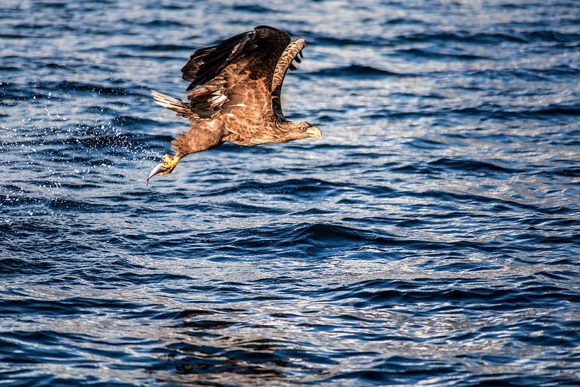Seeadler mit fangfrischem Fisch von Ken Costers