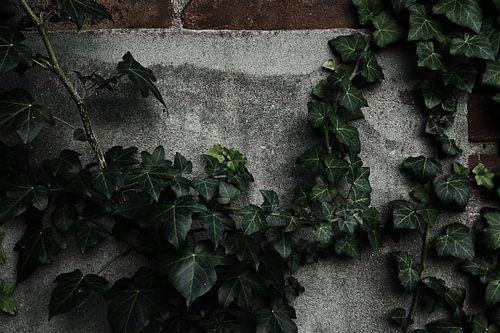 Nature et béton, ça va bien ensemble !