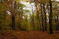 Herfst in het bos! van Anne Ponsen thumbnail