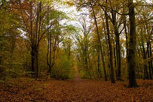L'automne dans la forêt !
