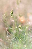 Diamantdruppels in gras