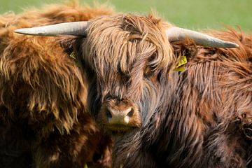 Schotse Hooglander van Blond Beeld