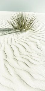 WHITE SANDS Dünen | Vintage Panorama