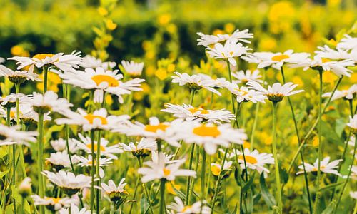 Champ de marguerites