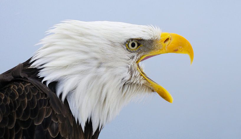Amerikaanse Zeearend Portret II van Harry Eggens