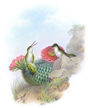 Leucippus à poitrine blanche, John Gould sur Hummingbirds