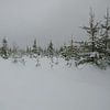 Jeune forêt de sapins sous la neige sur Oliver Lahrem