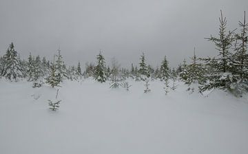 Jeune forêt de sapins sous la neige sur Oliver Lahrem