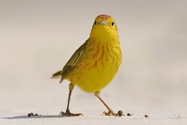 Mangrovezanger op het strand, Floreana eiland, Galapagos von Wilfred Marissen
