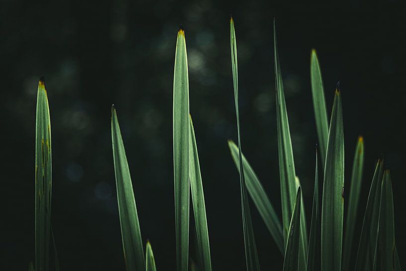 Cane leaves in the sun by Jan