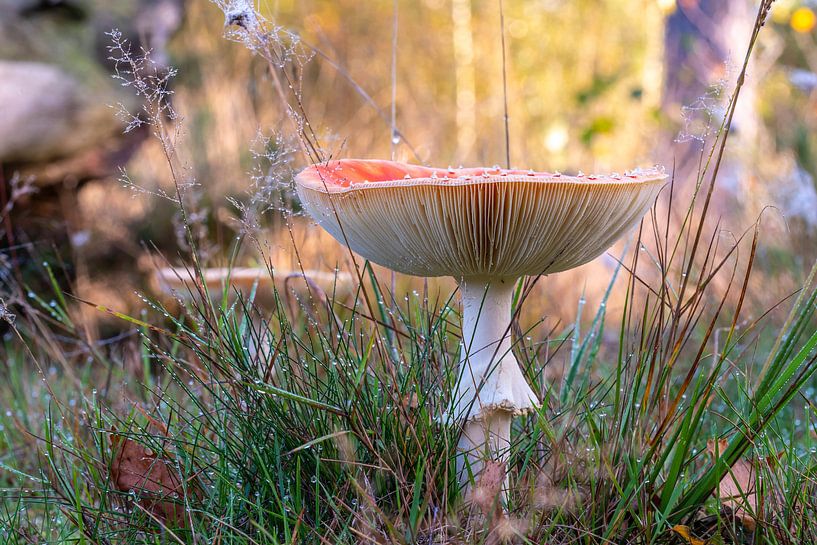 L'agaric tue-mouches majestueux. par Els Oomis