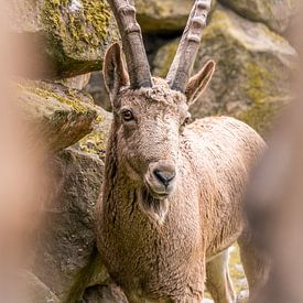 Beautiful ibex looking into the camera by Dafne Vos