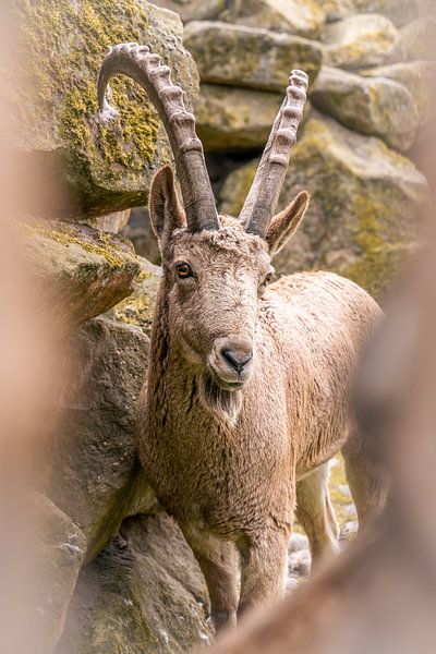 Beautiful ibex looking into the camera by Dafne Vos