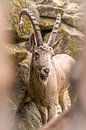 Beautiful ibex looking into the camera by Dafne Vos thumbnail