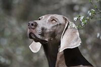 gezelschapsdier Hond Weimaraner lente prachtige ogen