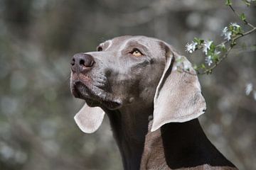 gezelschapsdier Hond Weimaraner lente prachtige ogen van Ellen Duvekot