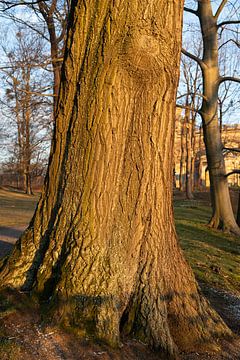 Tree trunk in the evening light 5