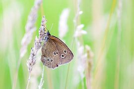 Koevinkje by Irene Lantman