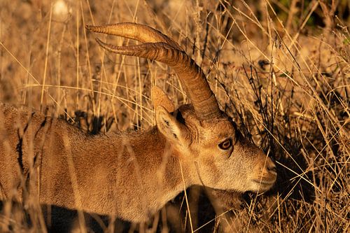 Spanischer Steinbock in schönem Sonnenlicht