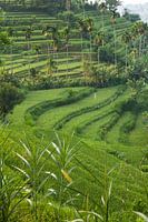 Groen rijstveld in de heuvels van Tirta Gangga, Bali Indonesia