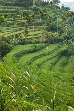 Groen rijstveld in de heuvels van Tirta Gangga, Bali Indonesia van Frans Rombout