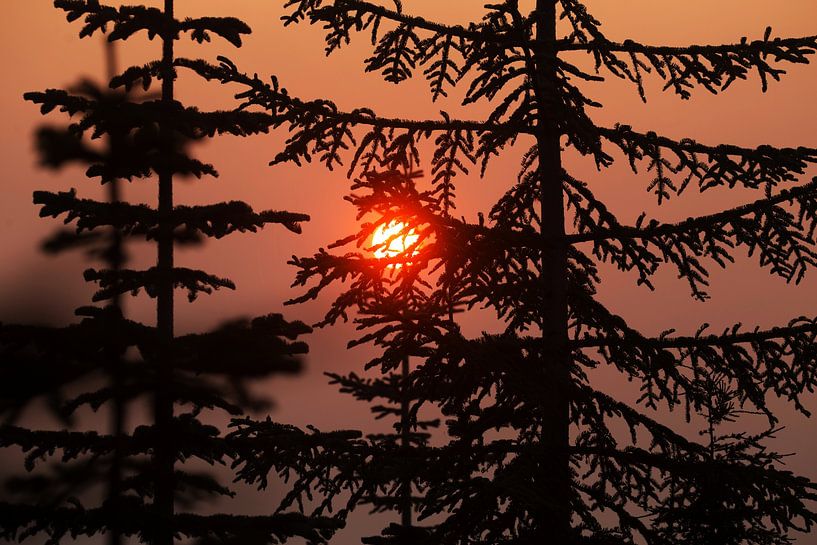 Sunlight Through Trees van Walljar