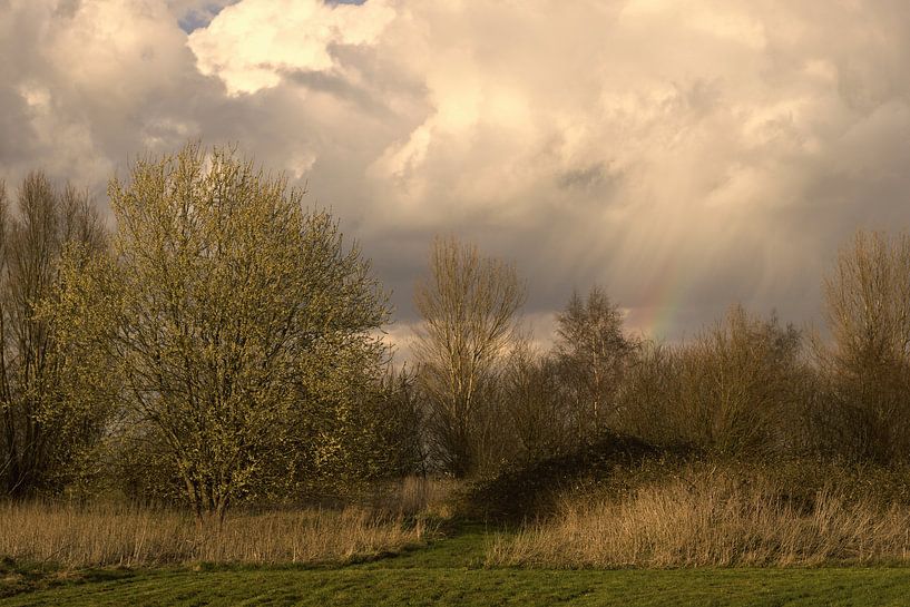Open woods after a shower by Jasper van de Gronde