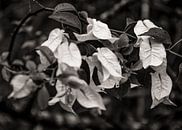 Bougainvillea BW van Adriano Oliveira thumbnail