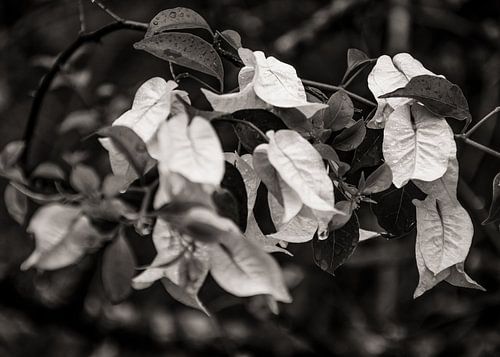 Bougainvillea BW