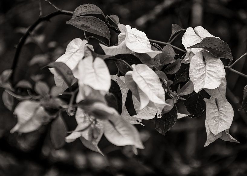 Bougainvillea BW van Adriano Oliveira