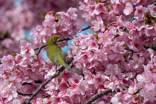 Oiseau chanteur dans un arbre en fleurs sur l'île d'Enoshima, Japon
