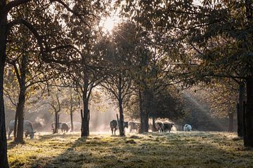 Dampfende Kühe in der Morgensonne von Rob Boon