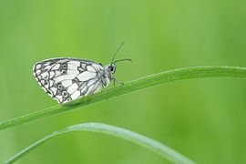 Butterfly, checkerboard in the grass by Elles Rijsdijk