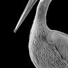 Pélican en noir et blanc sur Celina Dorrestein