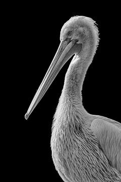 Pelikan in Schwarz und Weiß von Celina Dorrestein