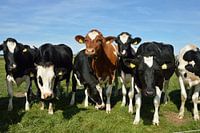 Curious cows on the beautiful island of Texel, the Netherlands