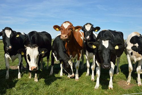 Nieuwsgierige koeien op het mooie eiland Texel, Nederland
