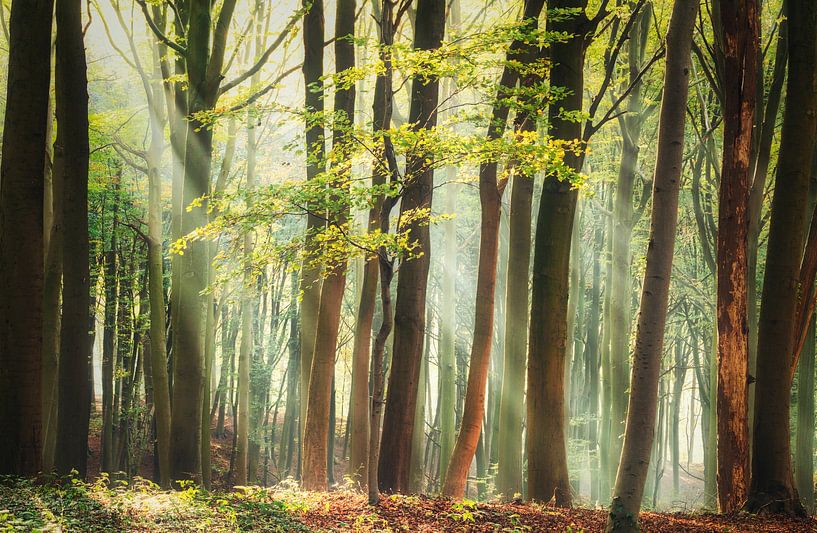 Fresh and Green by Loris Photography