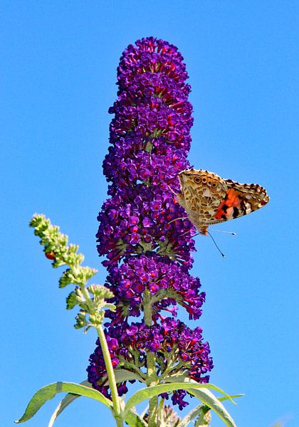 Vlinderstruik in paars von Wilma Overwijn