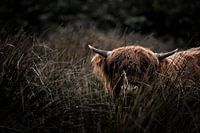 Verstoppertje met Hooglander