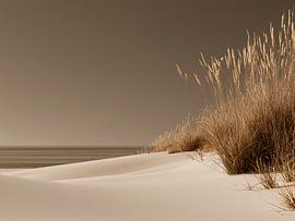 Waar de Wind Stopt - Hollum | Ameland