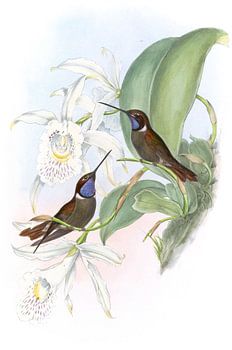 Wilson’s Cœligene, John Gould