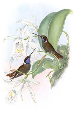 Wilson's Cœligene, John Gould van Hummingbirds