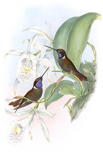 Wilsons Cœ -Ligene, John Gould