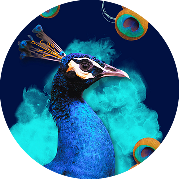 Pauw in blauw met ronde veren