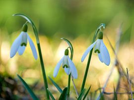 Sneeuwklokjes trio von Sabrina Geerling