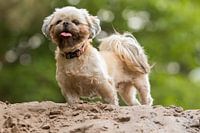 Bokeh-Hund