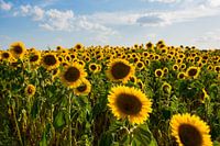 Sommertag